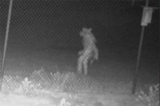 Kinh hãi sinh vật lạ lang thang trong đêm tại vườn bách thú ảnh 1