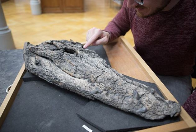 Phát hiện loài cá sấu mới sống ở Việt Nam cách đây 39 triệu năm