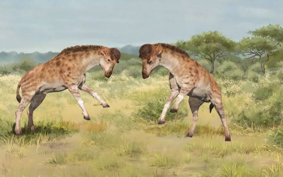 Vì sao hươu cao cổ có cổ dài?