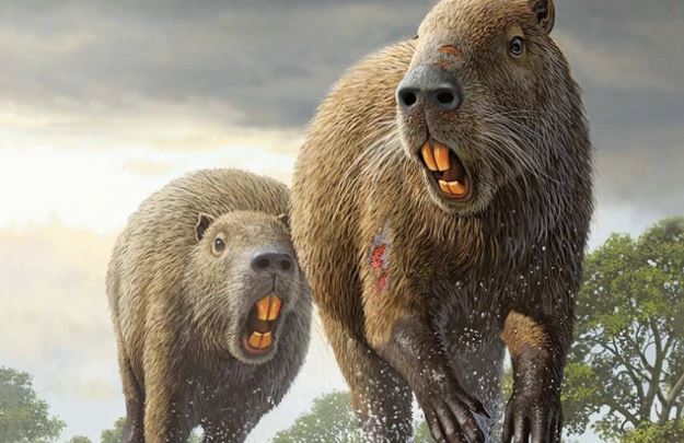 Sự thật khiến giới khoa học bán tín bán nghi: Chuột tiền sử to ngang con ngựa ngày nay