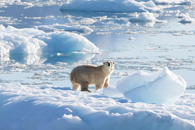 Phát hiện quần thể gấu Bắc Cực mới ở Greenland