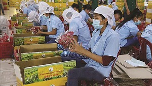 "Gỡ khó" 8 vấn đề lớn cho doanh nghiệp nông sản sang Trung Quốc