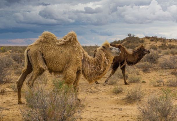 Biến đổi khí hậu đang sa mạc hóa nhiều vùng Trung Á