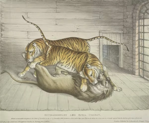 Hai con hổ tấn công một con sư tử ở Tower of London Menagerie vào ngày 3 tháng 12 năm 1830. Con sư tử bị thương quá nặng, nó chết vài ngày sau đó. Hình ảnh Di sản / Lưu trữ Hulton qua Getty Images