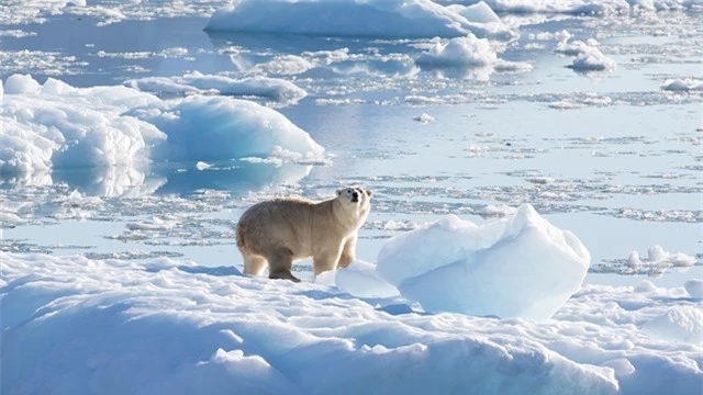 Một con gấu Bắc Cực ở Đông Nam Greenland tháng 9/2016. Ảnh: CNN.