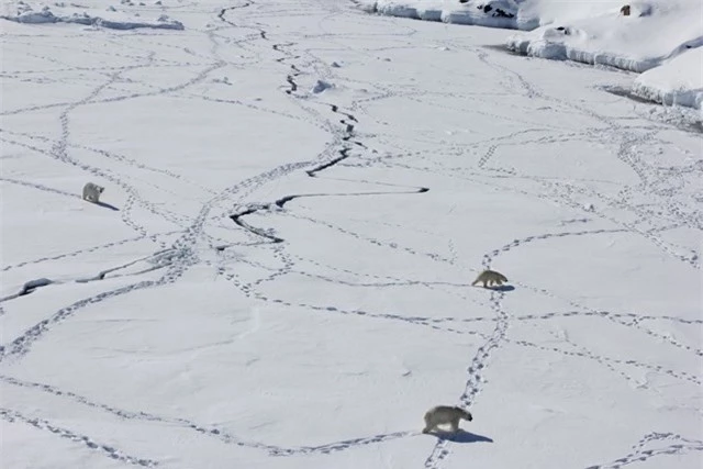 Ba con gấu Bắc Cực trưởng thành ở Greenland tháng 4/2015. Ảnh: CNN.