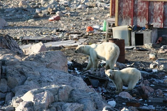 Khi các lớp băng biến mất, gấu Bắc Cực phải di chuyển trên đất liền, khiến chúng có ít cơ hội kiếm ăn hơn. Ảnh: CNN.