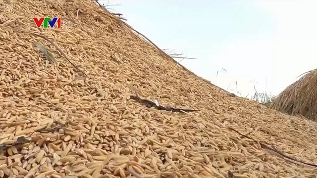 Mất an ninh lương thực đe dọa nhiều quốc gia Đông Nam Á