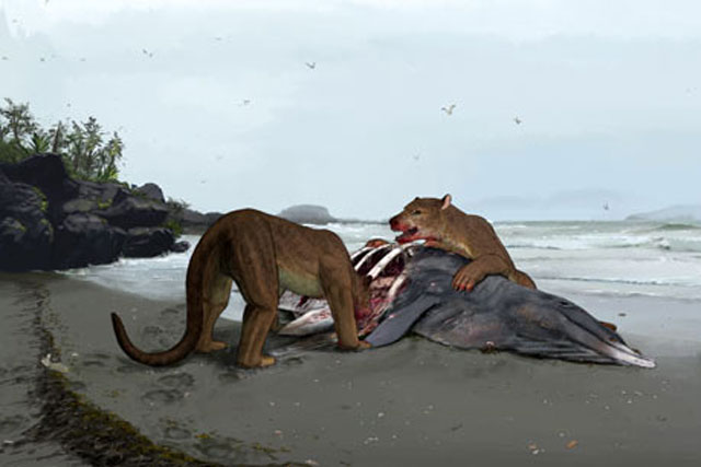 Loài chưa từng biết: "Chó lai gấu" nặng 320 kg xuất hiện ở Pháp