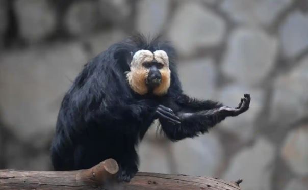 Khỉ thích nghe nhạc hơn là xem màn hình