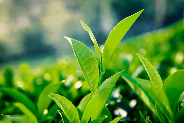 Thực phẩm chống cháy nắng cho da trong mùa hè