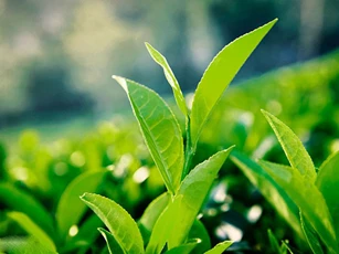 Thực phẩm chống cháy nắng cho da trong mùa hè