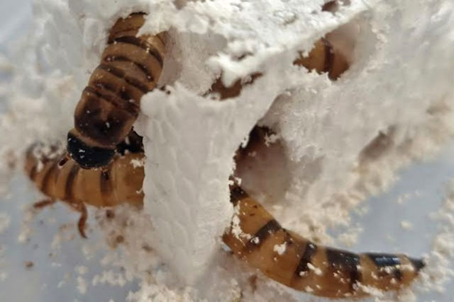 Australia phát hiện siêu giun có thể giải quyết cuộc khủng hoảng nhựa