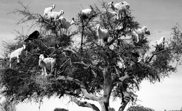 Những con dê biết leo cây gây tò mò cho du khách, nếu biết sự thật đáng buồn phía sau liệu người ta có còn thấy hấp dẫn?