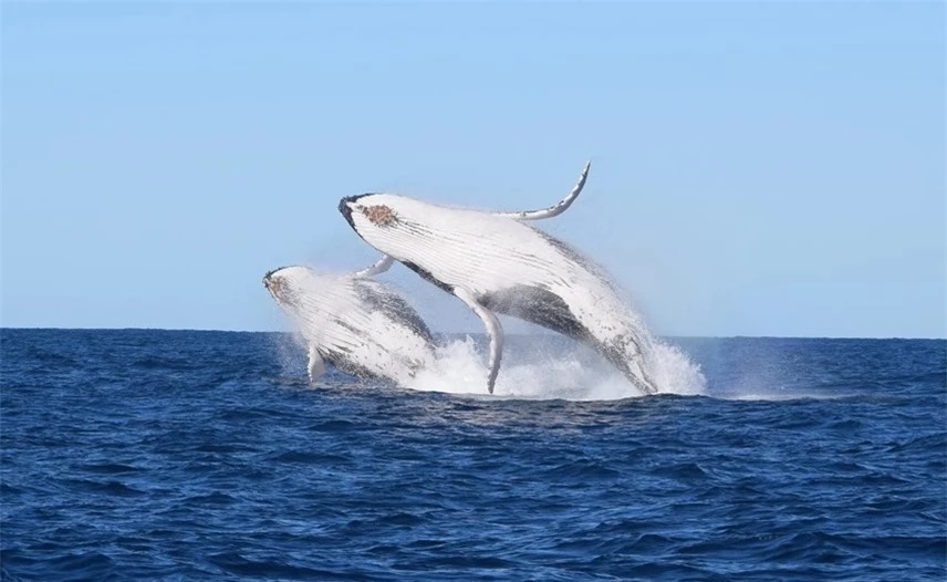 Bức ảnh chụp lại khoảnh khắc 2 ch&uacute; c&aacute; voi lưng g&ugrave; thực hiện m&agrave;n nhảy l&ecirc;n mặt nước ngo&agrave;i khơi biển Australia.
