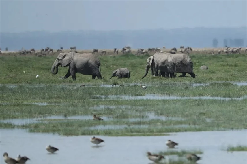 Những ch&uacute; voi dạo chơi ở c&ocirc;ng vi&ecirc;n quốc gia Amboseli, Kenya. Ảnh: Xinhua / REX / Shutterstock.