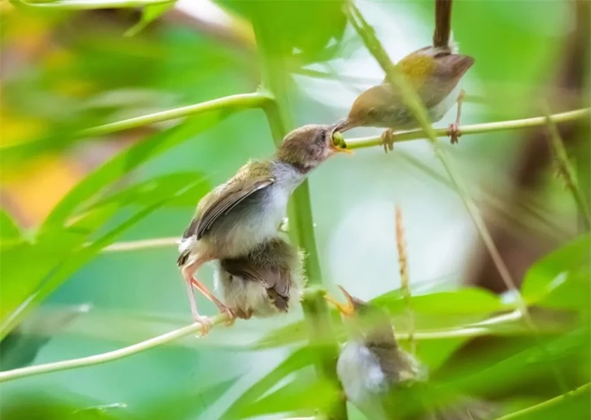 Một loai chim được biết đến ở địa phương l&agrave; Prenjak đang mớm thức ăn cho đ&agrave;n con của m&igrave;nh ở tỉnh miền trung Java. Ảnh: WF Sihardian / NurPhoto / REX / Shutterstock.