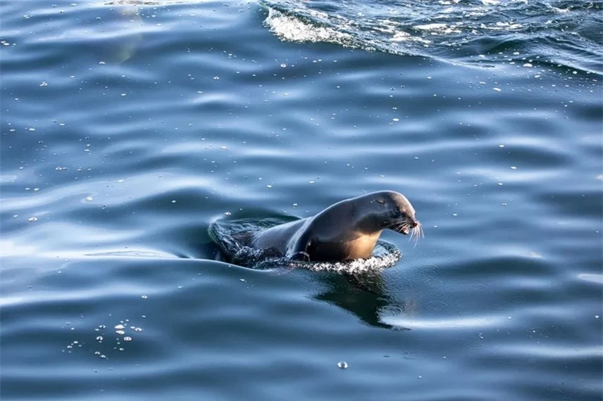 Một con hải cẩu bơi tr&ecirc;n mặt biển gần Cape Town, Nam Phi. Ảnh: Xinhua / REX / Shutterstock.