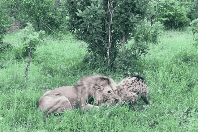 Linh cẩu ác chiến giành sự sống với sư tử và cái kết đầy bất ngờ ảnh 1