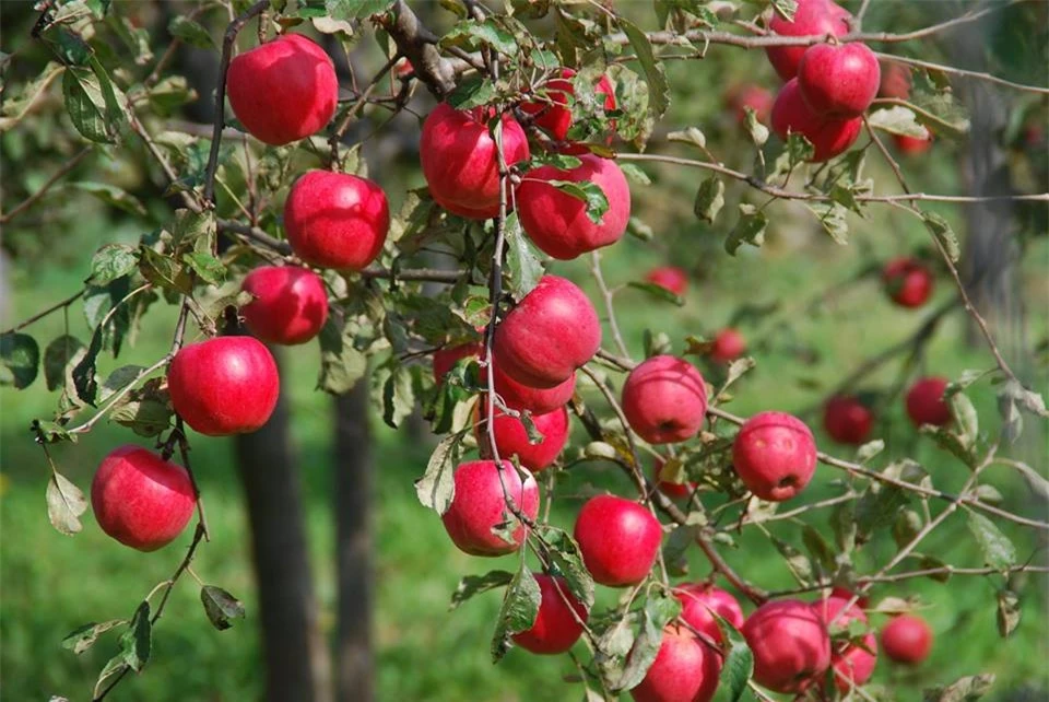 Những lưu ý khi ăn táo tránh gây hại cho sức khỏe