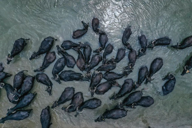 Khoảnh khắc ấn tượng tuần qua: Nhịp sống nơi hoang dã