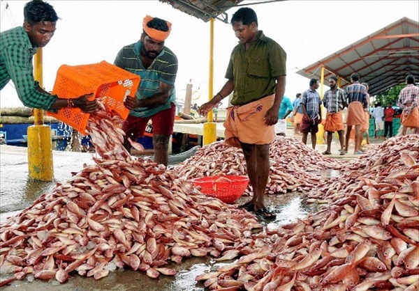 Cơ hội hợp tác cho doanh nghiệp Việt Nam - Ấn Độ trong lĩnh vực thủy sản