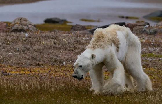 Khi Bắc Cực không còn băng: Đâu sẽ là số phận của những con gấu trắng cuối cùng