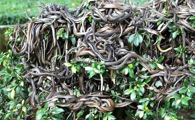 ‘Hòn đảo tử thần’ nơi hàng vạn con rắn độc ngự trị ảnh 2