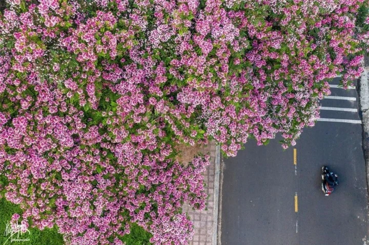 Đà Lạt mùa hè vẫn 'đẹp rụng rời' bởi màu sắc ngọt ngào của hoa phượng hồng - 1