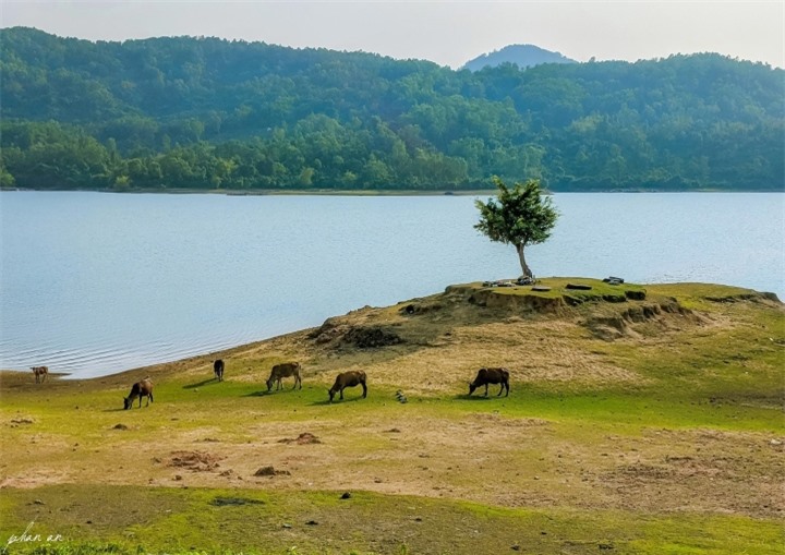 Quảng Nam giờ còn có hồ Phú Ninh vừa thơ vừa yên tĩnh, đến rồi là vương vấn mãi - 5