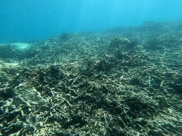 Rạn san hô ở vịnh Nha Trang chết hàng loạt một phần do công tác quản lý Nhà nước