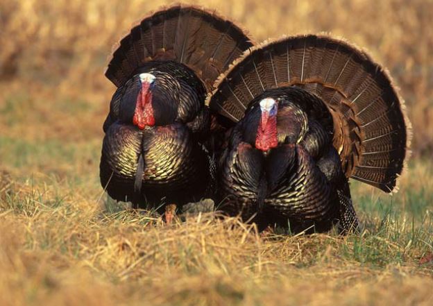 Loài vật bị "nói xấu" oan uổng nhất thế giới: Ngốc nghếch đến mức trời mưa không biết chạy vào nhà rồi chết đuối