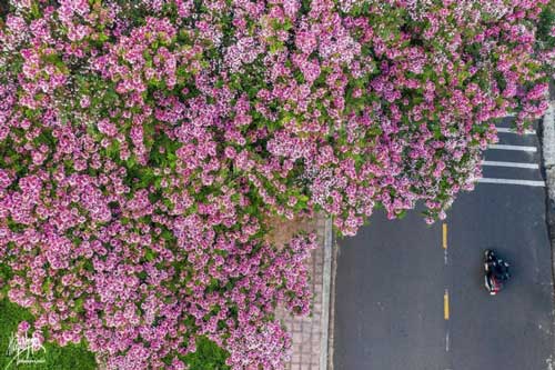 Đà Lạt mùa hè vẫn 'đẹp rụng rời' bởi màu sắc ngọt ngào của hoa phượng hồng