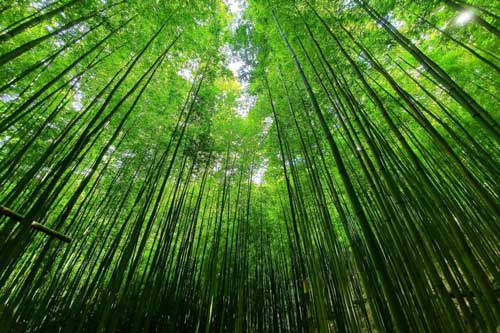 Phát hiện rừng trúc kỳ vĩ đẹp hơn cả cảnh phim kiếm hiệp ngay tại Việt Nam