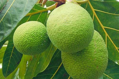 Loại quả bên ngoài giống hệt mít non, đem đi chiên giòn lại bùi ngọt như khoai