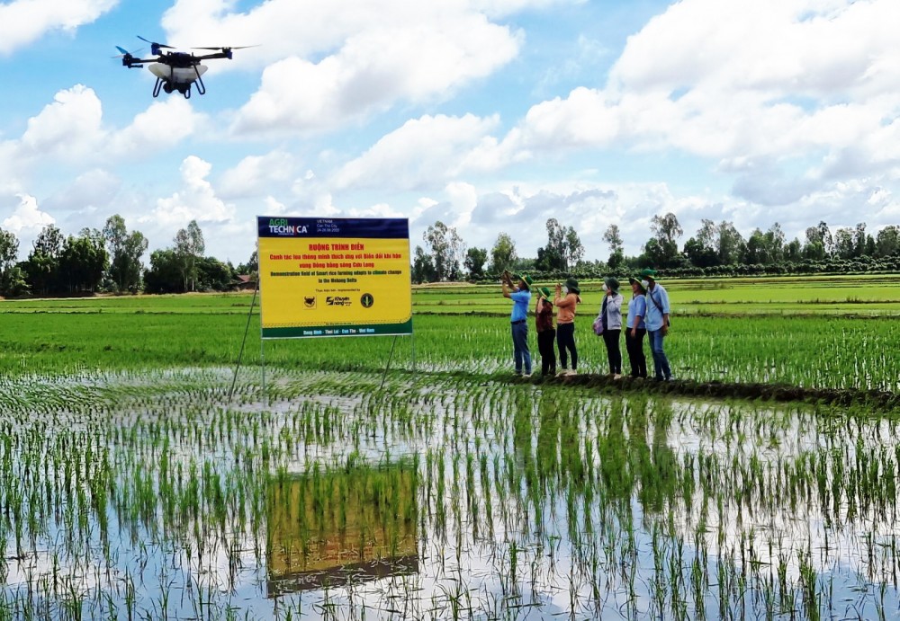 Drone thực hiện bón phân cho ruộng lúa tại xã Đông Bình, huyện Thới Lai, TP Cần Thơ.