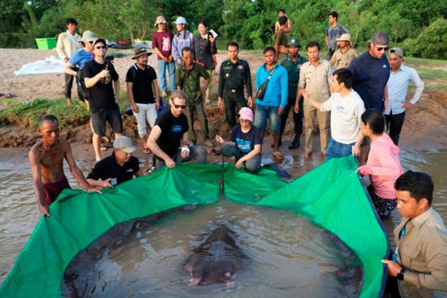 Bắt được cá nước ngọt lớn nhất thế giới trên sông Mekong