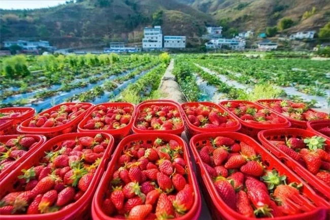 Thành phố mang tên loài hoa duy nhất của Trung Quốc: Là thánh địa "tiên dược" chữa lành bệnh tật, hoa quả ăn 4 mùa không hết - Ảnh 4.