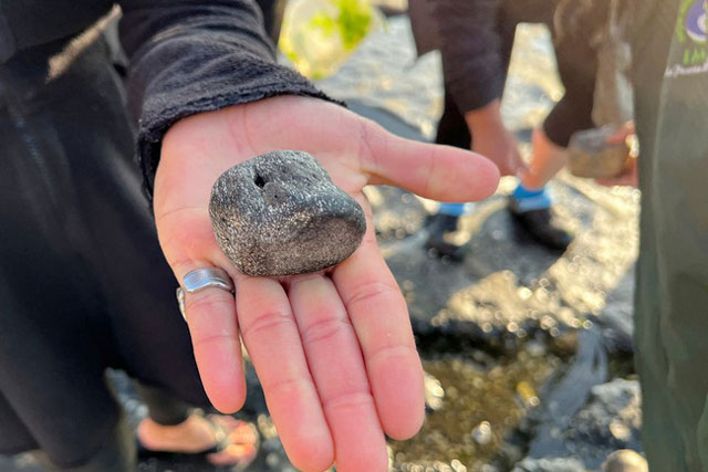 Vô tình nhặt được hoá thạch hàng triệu năm khi đi dạo biển