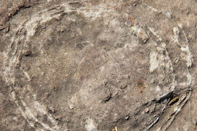 Châu Á: Phát hiện trứng quái thú lồng trong trứng đầu tiên trên thế giới