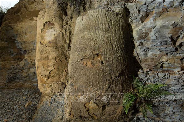 Phát hiện khu rừng hóa thạch 290 triệu năm tuổi ở Brazil