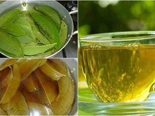 Tác dụng 'thần kỳ' của nước lá ổi có thể bạn chưa biết