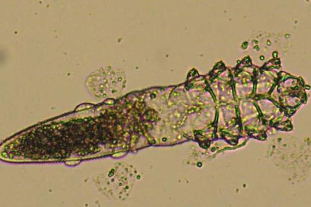 Một loài khác đã âm thầm tiến hóa để "kết đôi" với con người