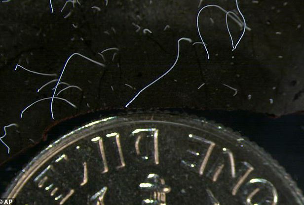 Vi khuẩn khổng lồ to gấp 5000 lần so với bình thường, có thể nhìn thấy bằng mắt người