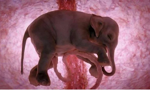 Những bức ảnh siêu âm 4D sắc nét hiếm hoi về cảnh tượng động vật khi còn ở trong bụng mẹ