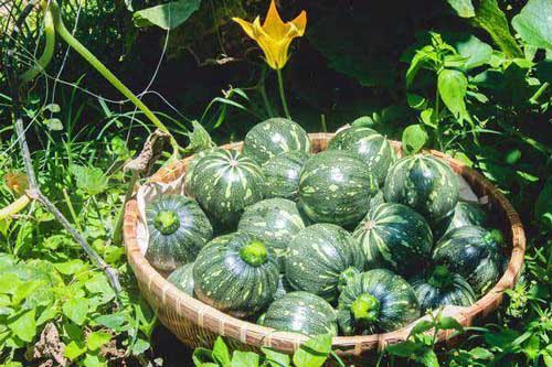 Loại quả mệnh danh “thực phẩm trường sinh” rất rẻ vì sao chỉ ăn 2 lần/tuần?