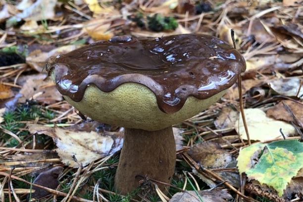 Loạt ảnh những đồ vật chẳng biết vì sao lại giống với đồ ăn một cách lạ kỳ