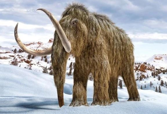 Phát hiện xác voi ma mút 30.000 năm tuổi, giới khảo cổ thế giới ngỡ ngàng về sự nguyên vẹn đến mức khó tin