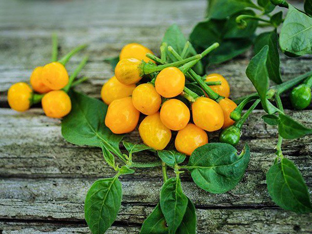 Loại ớt bé bằng đầu ngón tay, tròn xoe nhưng cay “thủng lưỡi”, nghe giá ai cũng choáng