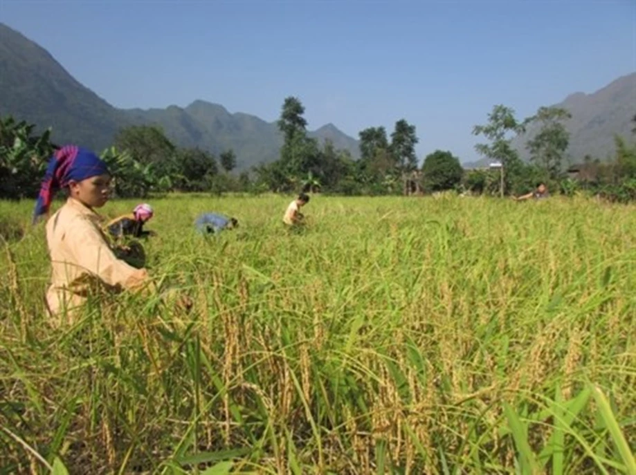 Nhân dân xã Xuân Trường (Bảo Lạc) thu hoạch lúa nếp hương.